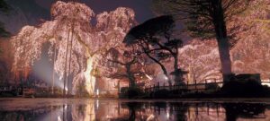秩父清雲寺の枝垂れ桜